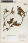 Comarostaphylis polifolia image