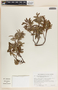 Comarostaphylis polifolia image