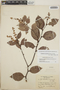 Gaultheria acuminata image