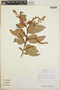 Gaultheria acuminata image
