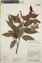 Gaultheria acuminata image