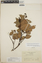 Gaultheria acuminata image