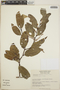 Gaultheria acuminata image