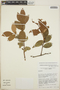 Gaultheria acuminata image