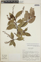 Gaultheria acuminata image