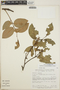 Gaultheria acuminata image