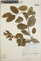 Gaultheria acuminata image