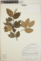 Gaultheria acuminata image