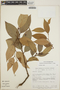 Gaultheria acuminata image
