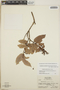 Gaultheria acuminata image
