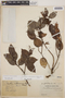 Gaultheria erecta image