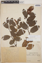 Gaultheria erecta image