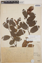 Gaultheria erecta image