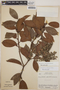 Gaultheria erecta image