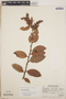 Gaultheria erecta image