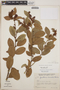 Gaultheria erecta image