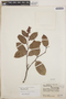 Gaultheria erecta image