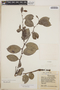 Gaultheria erecta image