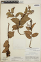 Gaultheria erecta image