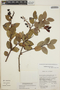 Gaultheria erecta image