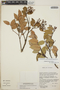 Gaultheria erecta image