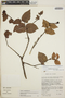Gaultheria erecta image
