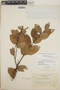 Gaultheria erecta image