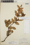 Gaultheria erecta image