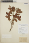 Gaultheria erecta image