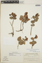 Gaultheria erecta image
