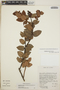 Gaultheria erecta image