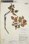 Gaultheria erecta image
