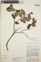 Gaultheria erecta image