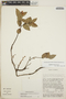 Gaultheria erecta image