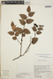 Gaultheria erecta image