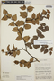 Gaultheria erecta image
