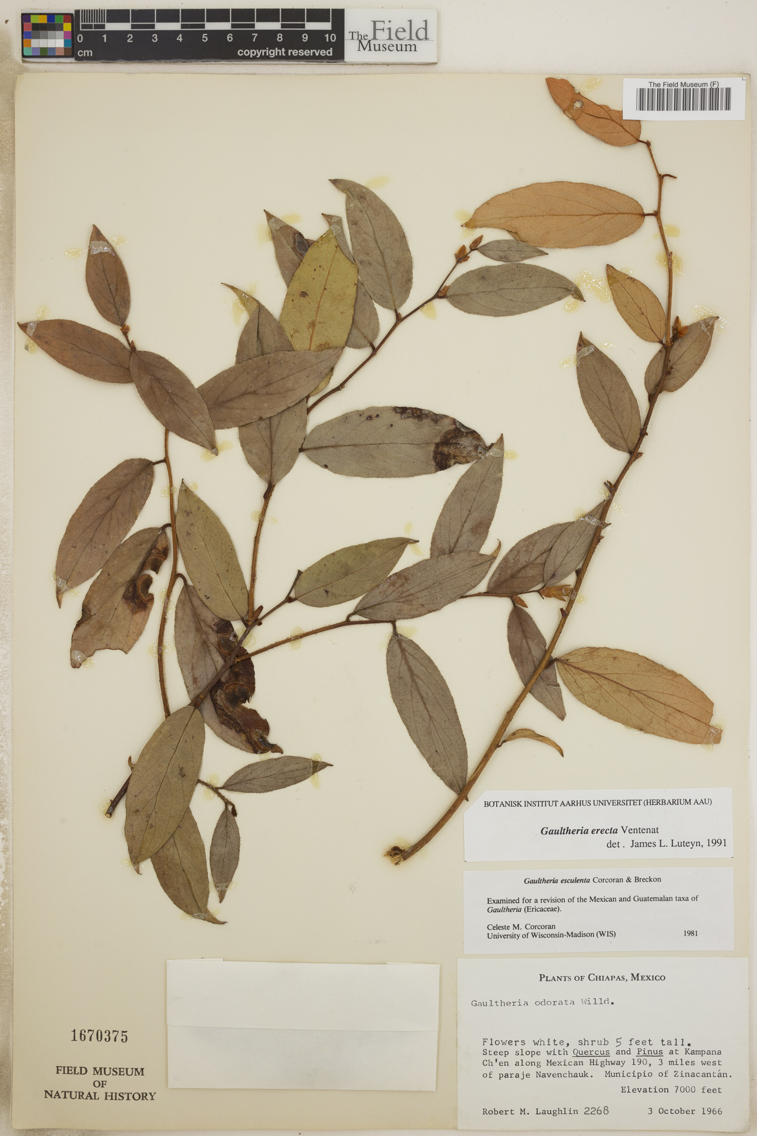 Gaultheria erecta image