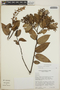 Gaultheria erecta image