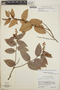 Gaultheria erecta image