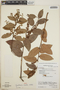 Gaultheria erecta image
