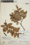 Gaultheria erecta image