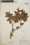 Gaultheria erecta image