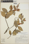 Gaultheria erecta image
