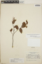 Gaultheria erecta image