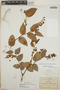 Gaultheria erecta image