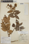 Gaultheria erecta image