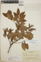 Gaultheria erecta image