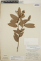 Gaultheria erecta image