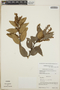 Gaultheria erecta image