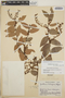 Gaultheria erecta image